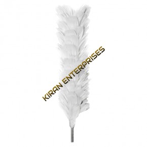 Palm/Feather